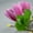 dark purple, variant on Silk + Plastic Artificial Flower Simulated 4-head Magnolia Single Branch Magnolia Orchid Home Decoration High-quality dark purple Smile Home