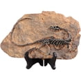 thumbnail image 1 of XINDAM Resin Dinosaur Fossil Statue Model Simulated Skeleton Home Office Display Decorative Craft Box Decoration (Style 1), 1 of 4