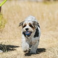 thumbnail image 3 of Chuckit! Sonic Ultra Squeaker Ball & Super Crunch Ball Fetch Dog Toy, Medium 2.5" for Dogs 20 to 60 lb, Blue, Pack of 2, 3 of 8