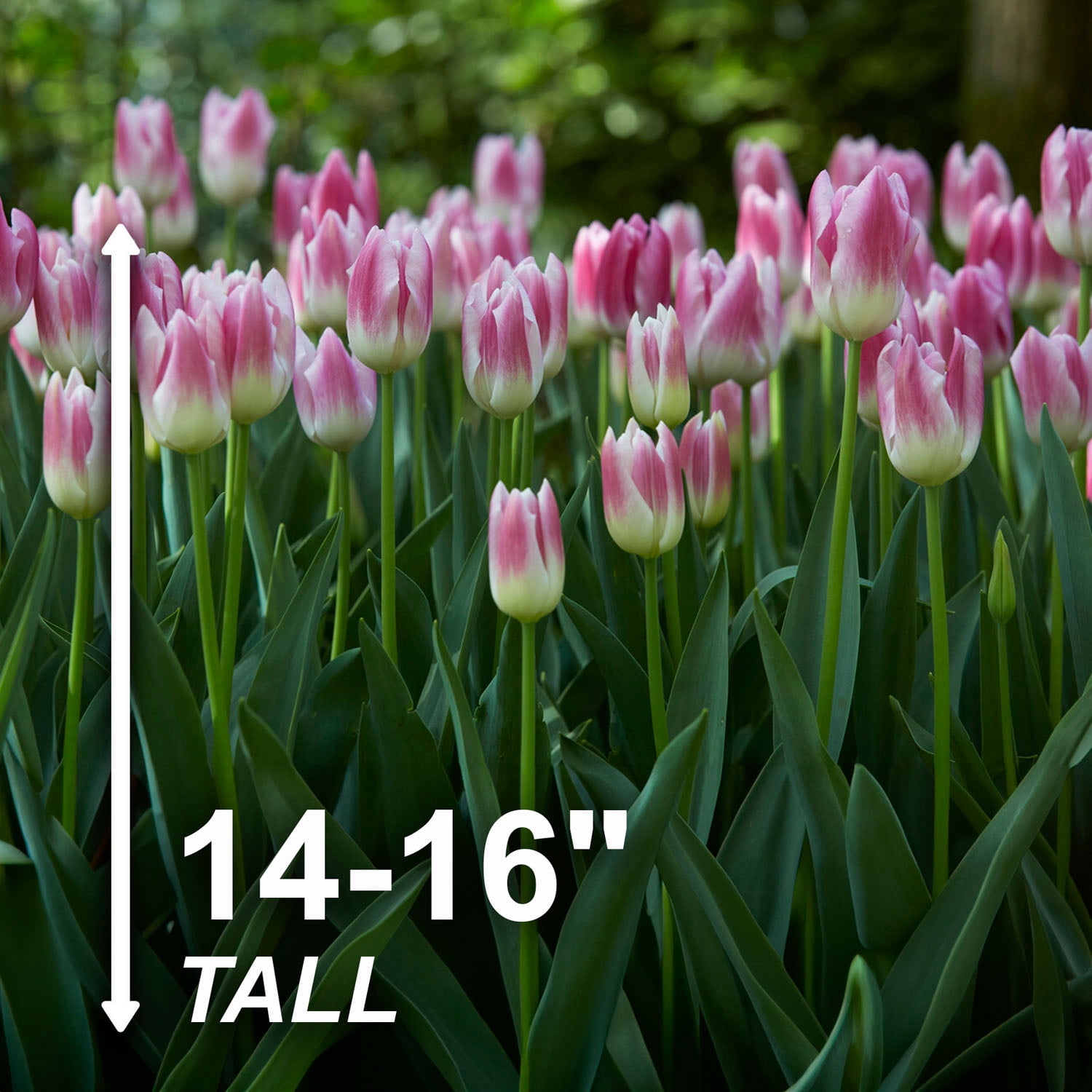 Garden State Bulb Pink Royal Ten Triumph Tulip Flower Bulbs, 12/+ cm (Bag of 250)