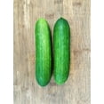 thumbnail image 6 of TomorrowSeeds - Persian Cucumber Seeds - 50+ Count - For 2025 Planting Lebanese Middle Eastern, 6 of 11