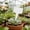 White, variant on 100Pcs Plant Tags Plastic T-Type Garden Labels Markers Plant Stakes Garden Decoration, Pots, Plant Labels, Planters and Container Accessories