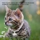thumbnail image 4 of Hermoso Collar De Gato Ajustable, Collar De Campana Para Mascotas, Para Perro Gato, 4 of 8