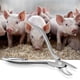 thumbnail image 2 of Pinza cortadientes de acero inoxidable para lechones, 2 of 11