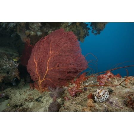 A large red gorgonian sea fan and tiger cowrie in waters off Fiji Canvas Art - Terry MooreStocktrek Images (18 x 12)