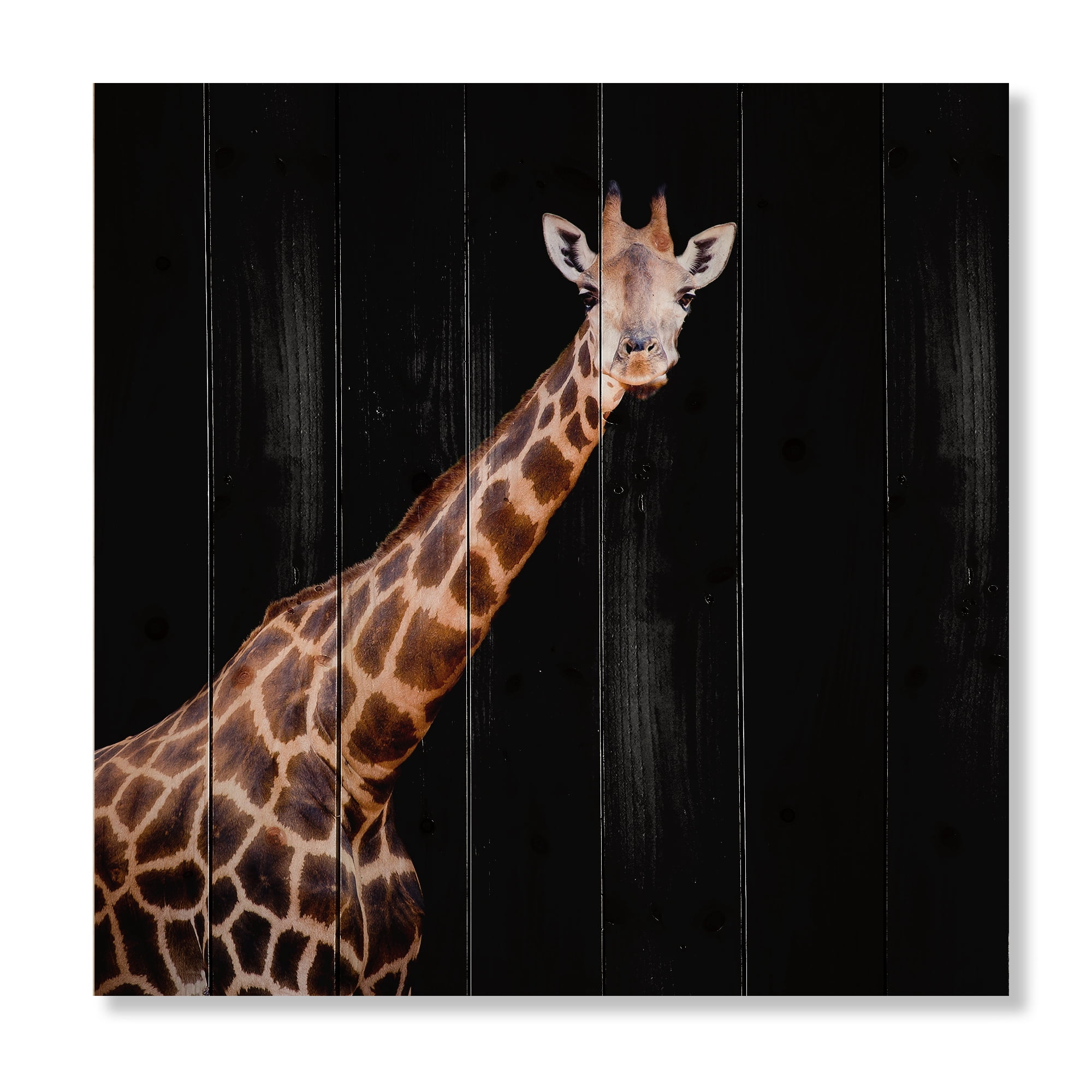 Designart 'Portrait of A Giraffe On Black Background III' Farmhouse Print on Natural Pine Wood