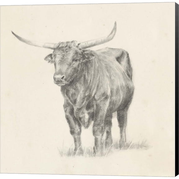 Longhorn Steer Sketch I by Ethan Harper, Canvas Wall Art, 12W x 12H