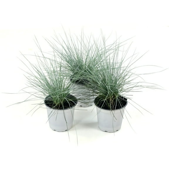 4" Pink Muhly Grass Live Perennial with Full Sunlight (3-Pack)