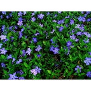 Bilot / Live Ground-Cover Plants - Lesser/Dwarf Periwinkle + Vinca - [Qty: 50 Bare Root Plants] - (Click for More /Quantities)
