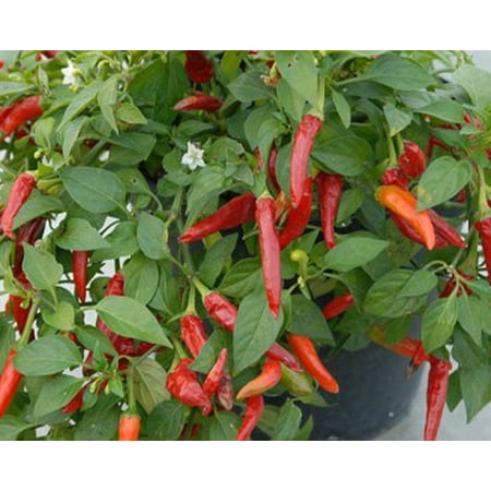 Super Chili Pepper Plant - Two (2) Live Plants - Not Seeds -Each 4