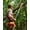43cc Orange, variant on 43cc Gas Pole Saw – 2-Stroke 12" Bar, 9.5ft Extendable Pole, Tree Trimming