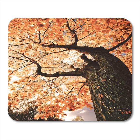 POGLIP Bark Orange Maple Yellow Autumn Tree Sunny Fall Day Under Field Horizon Mousepad Mouse Pad Mouse Mat 9x10 inch