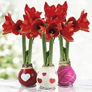 The Sweetheart Waxed Amaryllis Flower Bulb Collection with Stand, No Water Needed (Pack of 3)