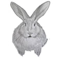 thumbnail image 2 of CafePress - Flemish Giant By Karla Hetzler - Unique Fabric Shower Curtain 70" x 72", 2 of 3