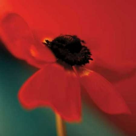 Red on Turquoise Poster Print by Jane-Ann Butler