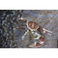 thumbnail image 2 of Spotted porcelain crab feeding on plankton  Solomon Islands Poster Print, 2 of 2