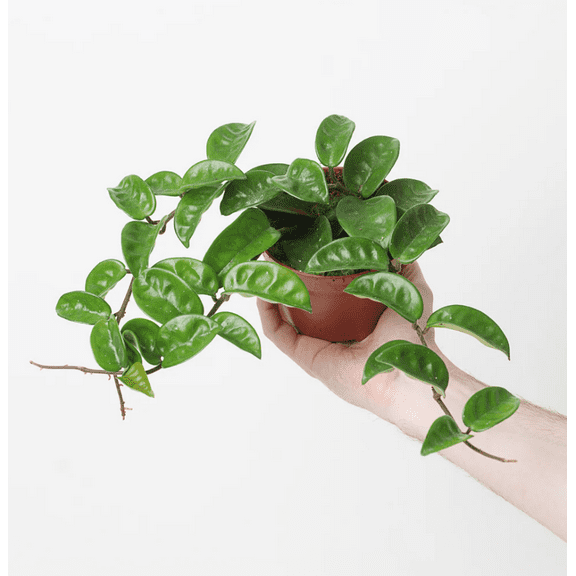 Hoya Krinkle Carnosa Plant Live, Hoya Plant Live Indoor Outdoor, Hoya Plant in 2 Inch Pot Bareroot for Planting