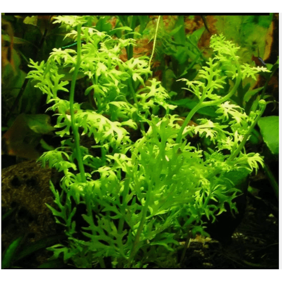 Water Sprite (Ceratopteris siliquosa) Live Aquarium Plant – Easy Freshwater Plant for Planted Tanks