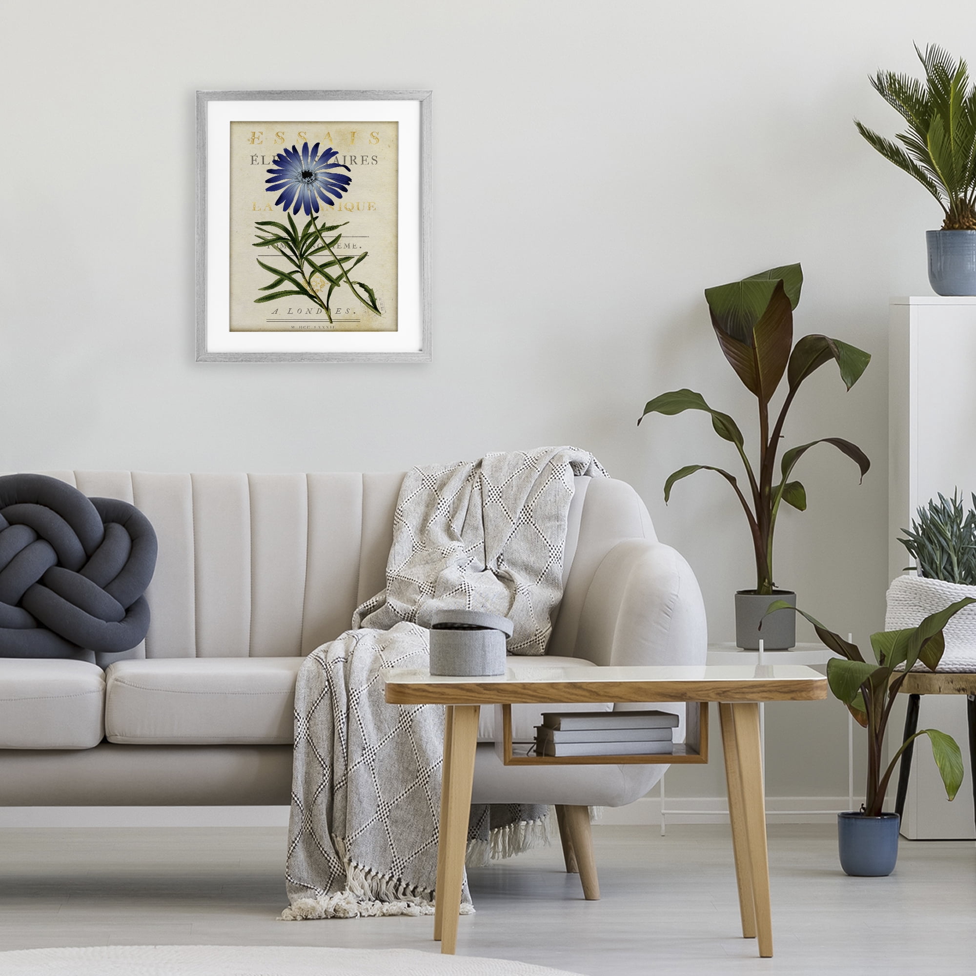 Stupell Industries Natural Botany Daisy Gray Framed Print Under Glass, design by Susan Arnot