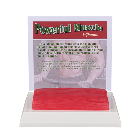 Human Body Muscle Replica 1 Lb, Keep Fit &Fittness Motivation & Reminder