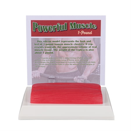 Human Body Muscle Replica 1 Lb, Keep Fit &Fittness Motivation & Reminder