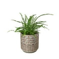 thumbnail image 3 of Lemon Button Fern Live Plant for Indoor | Different Houseplants in 4'' & 6'' Pot | Real House Plant for Living Room, Office, Desk & Bathroom | Duffii Nephrolepis cordifolia, 3 of 7