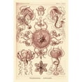 thumbnail image 3 of Haeckel, Ernst 11x14 Black Modern Framed Museum Art Print Titled - Haeckel Nature Illustrations: Trachomedusae - Jellyfish - Rose Tint, 3 of 5