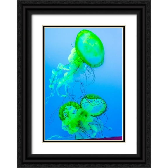 Miller, Anna 18x24 Black Ornate Wood Framed with Double Matting Museum Art Print Titled - Graceful Jellyfish in Aquarium