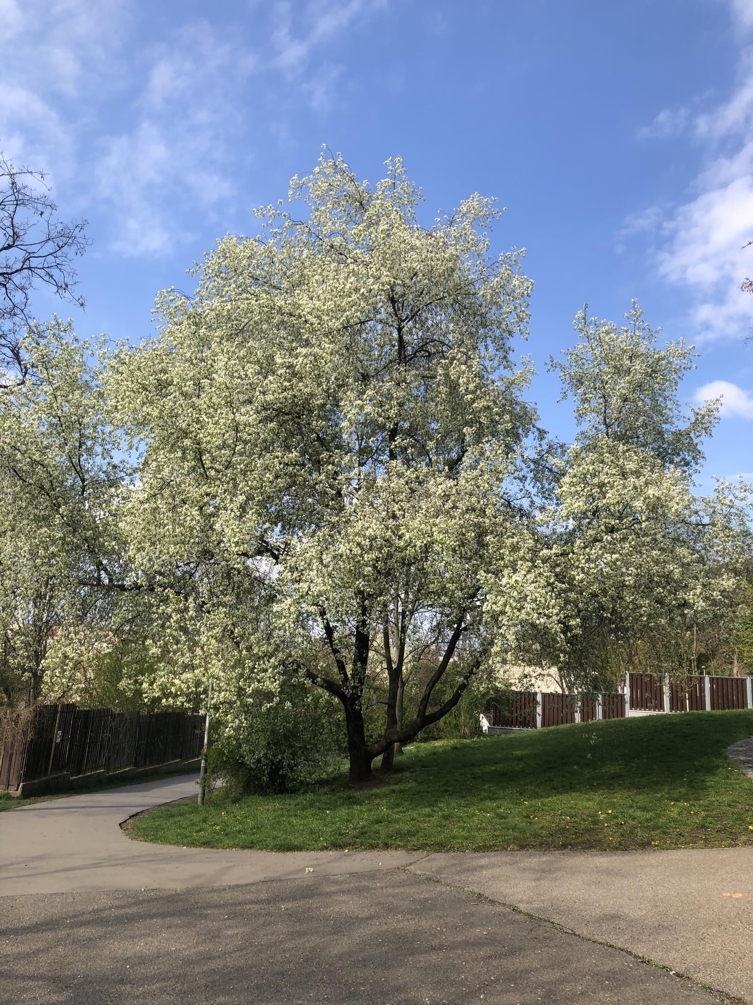 Arabian Cherry Tree | Premium Seeds | Prunus mahaleb 'Spring' | Plants'® (Premium Seeds, 100)