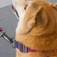 thumbnail image 4 of Collar de nailon para perros con cómodo forro suave acolchado y hebilla de metal para perros medianos y grandes Xemadio 2034518-4, 4 of 9