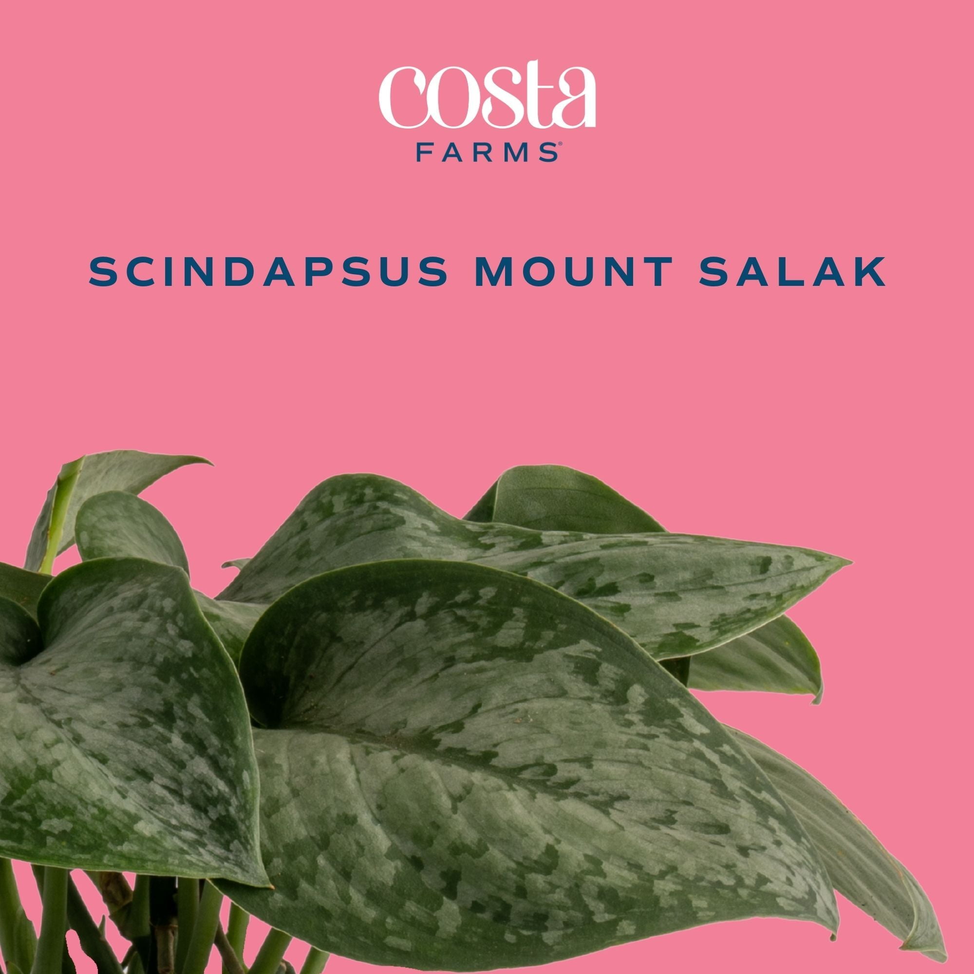 Costa Farms 12" Scindapsus Mount Salak Live House Plants in 5" Self-Watering Pot