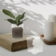 thumbnail image 2 of 4 Uds. Maceta pequeña para orquídeas, macetas para cultivo, taza para orquídeas, macetero acrílico transparente para orquídeas, 2 of 3