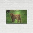thumbnail image 3 of Luxe Metal Art 'Scottish Highland Cattle X' by Alan Majchrowicz,Metal Wall Art, 36"x24", 3 of 7