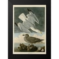 thumbnail image 2 of Audubon, John James 18x24 Black Modern Framed Museum Art Print Titled - Herring Gull, 2 of 5