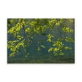 thumbnail image 2 of Gango Home Decor Contemporary Overhanging Alder Trees II by Kathy Mahan (Printed on Paper); One 36x24in Fine Art Paper Giclee Print, 2 of 4