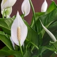 thumbnail image 4 of Spathiphyllum 'Peace Lily' Live Plant for Indoor | Different Houseplants in 4'' & 6'' Pot | Real House Plant for Living Room, Office, Desk & Bathroom | Peace Lily | Spathiphyllum, 4 of 6