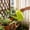 Green, variant on Ovzne Plastic Watering Can Long Spout Indoor Garden Pot