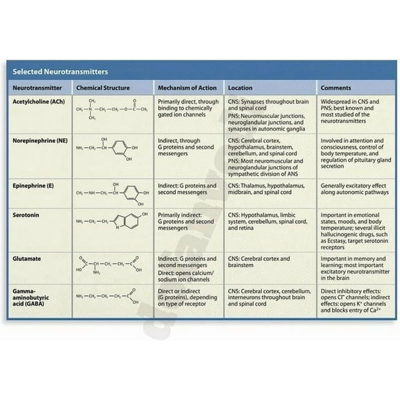 Neurotransmitters And Their Functions Infographic Poster Canvas Painting Wall Art Poster for Bedroom Living Room Decor