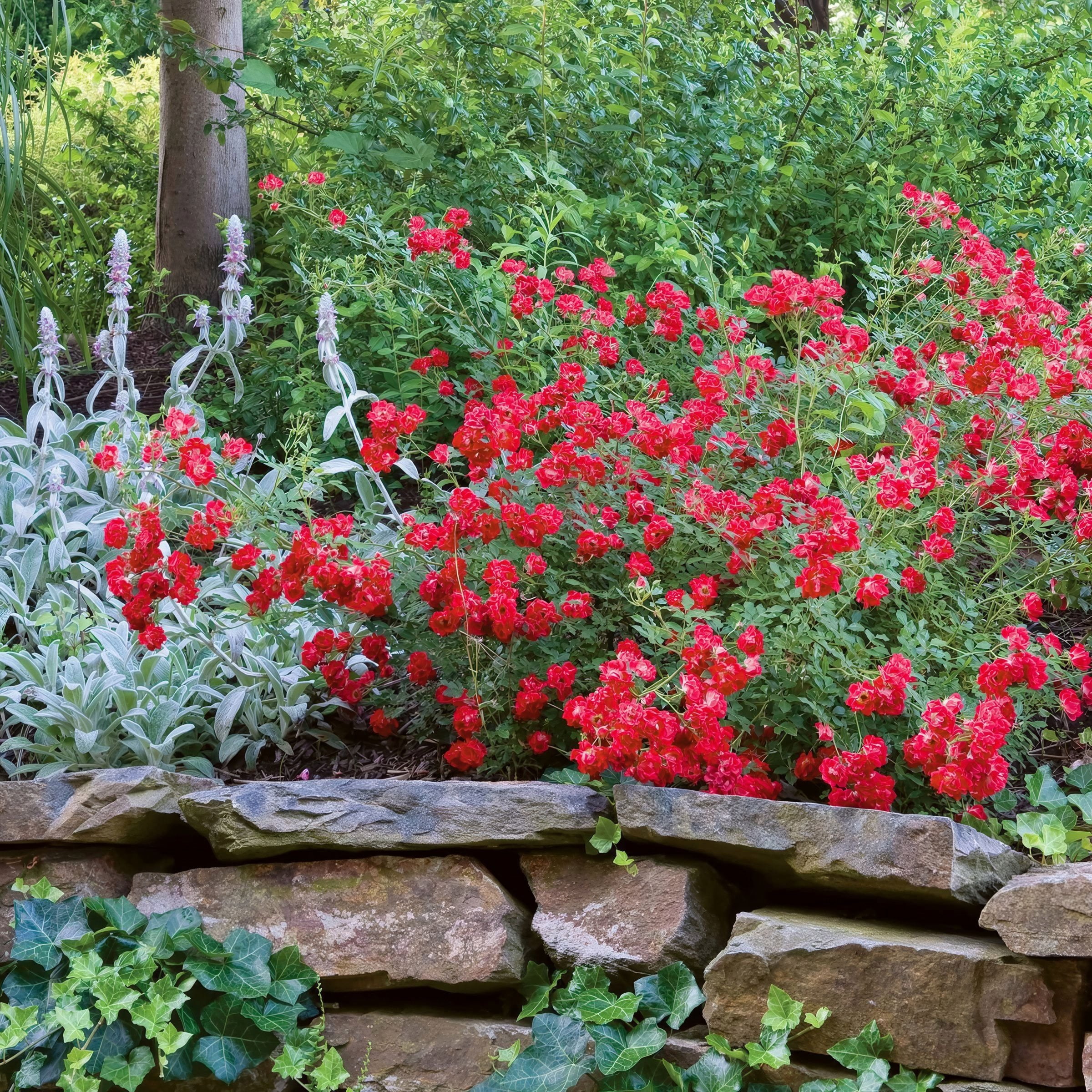 National Plant Network 3 gal Drift Rose Red Live Shrub Conditions in Full Sun with Red Flowers