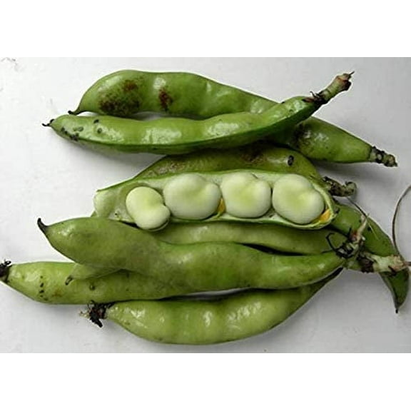 Bean Seeds, Fava Aquadulce ,  Lima Bean, Heirloom, 100 Seeds, Non-GMO, Buttery N Healty Beans