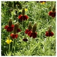thumbnail image 2 of Everwilde Farms - 1 lb Dwarf Red Coneflower Native Wildflower Seeds - Gold Vault Bulk Seed Packet, 2 of 4