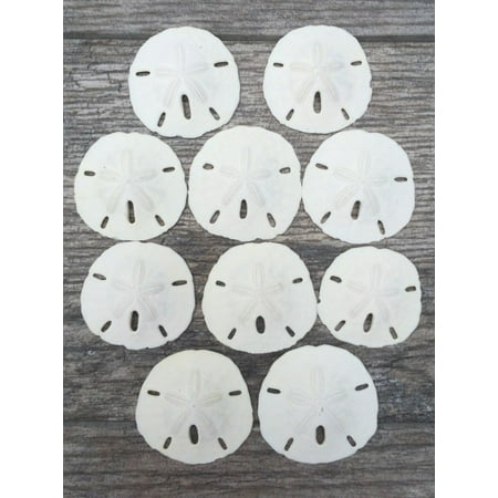 Clad Half Dollars - Sand Dollar | Real Sand Dollars 3