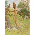 thumbnail image 3 of Charles Robert Knight 14x18 Black Modern Framed Museum Art Print Titled - Reeves's Pheasant (1918-1922), 3 of 5