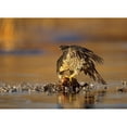 thumbnail image 3 of Fitzharris, Tim 24x18 Black Modern Framed Museum Art Print Titled - Peregrine Falcon with Prey, 3 of 5
