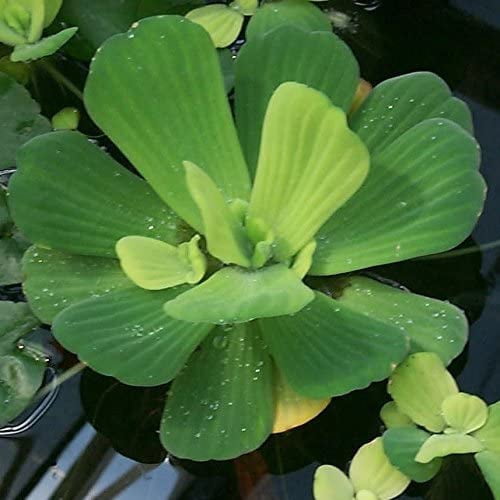Aquarium Plants Discounts 2 Floating Live Pond Plants, Watter Lettuce and Water Hyacinth, 2 oz