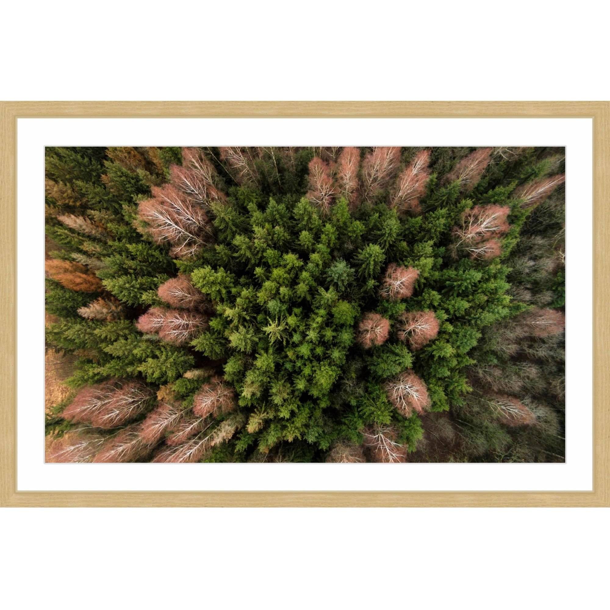 Marmont Hill "Feather Trees" By Karolis Janulis Framed Painting Art Print, 18.0" x 1.5"