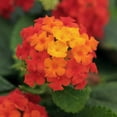 thumbnail image 6 of Southern Living Red Little Lucky Lantana Live Shrub in 2.5-Quart Grower Pot, 6 of 11