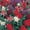 Mix, variant on Salvia Flower Garden Seeds - Sizzler Series - 1000 Seeds - Mixed Color Blooms - Annual Flower Gardening - Salvia Coccinea - Flowering Spikes
