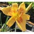 thumbnail image 5 of Daylily Aztec Gold  3 Live 4 Inch Pots  Hemerocallis Plants  Beautiful Low Maintenance Blooming Groundcover, 5 of 6