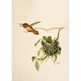 thumbnail image 3 of Robert Ridgway 11x14 Black Modern Framed Museum Art Print Titled - The North American Vogelwelt Pl36 (1891), 3 of 5